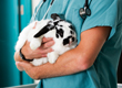 Alsident System in veterinary hospitals